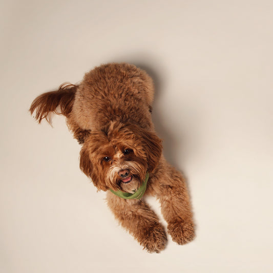 Digestie & Imunitate - Soft Chews naturale