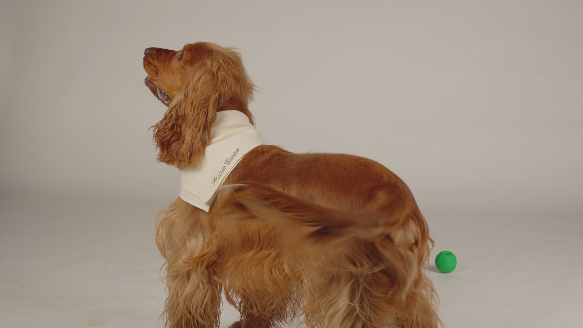 Încarcă clipul video: 